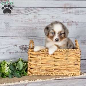 Tiffany, Miniature Australian Shepherd Puppy